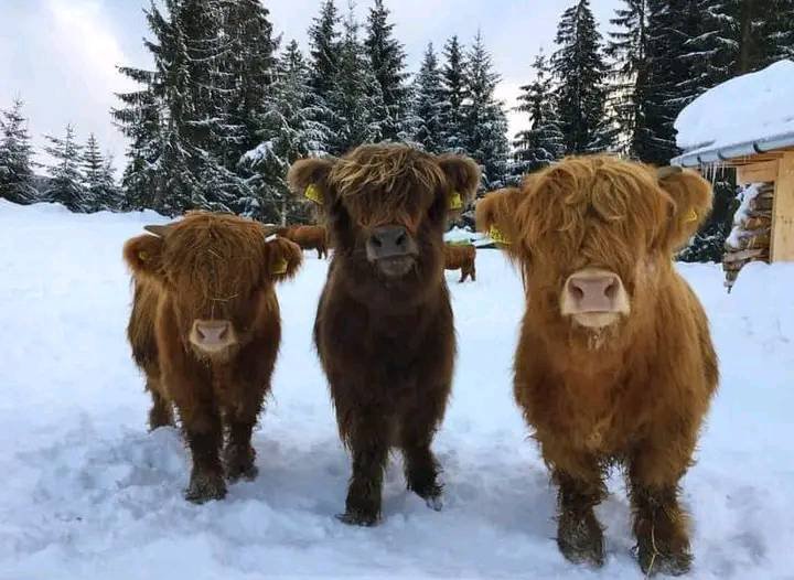 Healthy Miniature highlands for sale