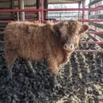 Mini Highland Bull fergus
