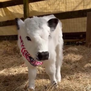 Bessie white Mini Highland Cow for sale