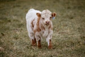 Healthy young Mini Highpark Bull darren