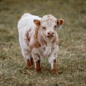 Healthy young Mini Highpark Bull darren