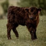 Dedra is Brindle mini highland cow