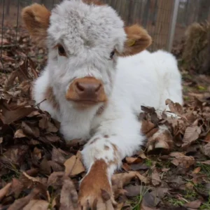 Mini Highpark Heifer Camila
