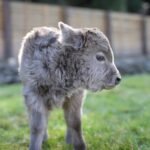 Silver mini highland heifer