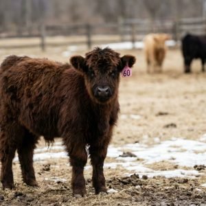 Atlas, healthy Mini highland bull