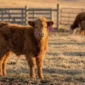 Bonnie the Mini Highland heifer