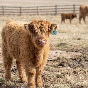 Braveheart, micro highland bull at Diamond Y Ranch