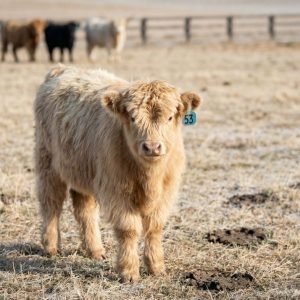 Gunnar is Yellow mini highland Bull