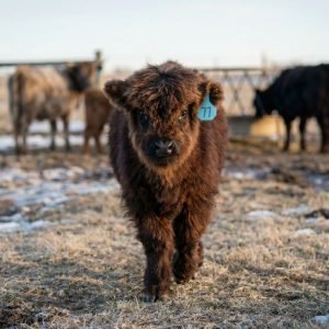 Brindlle Mini Highland On Diamond Y Ranch Maple