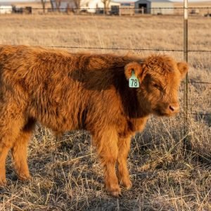Beautiful red micro highland heifer pearl