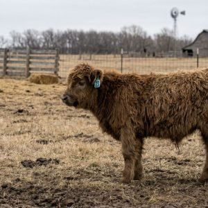 Rose is a Dun mini highland heifer